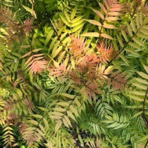 Jardisart - Pépinière - Sorbaria Sorbifolia 'sem'