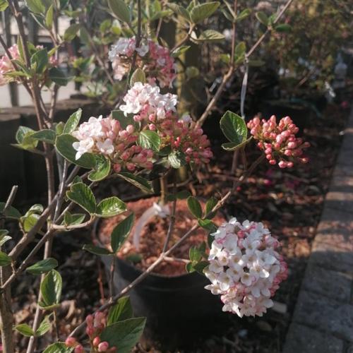 Jardisart - Pépinière - Viburnum Burkwoodii