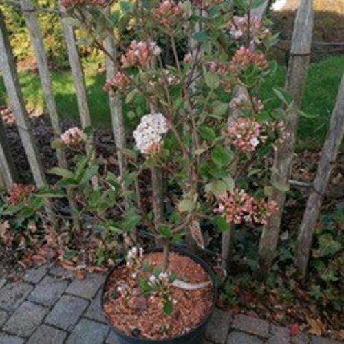 Jardisart - Pépinière - Viburnum Burkwoodii