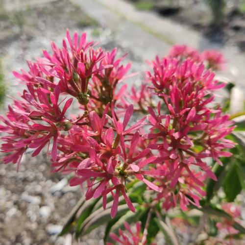 Jardisart - Pépinière - Heptacodium miconioides