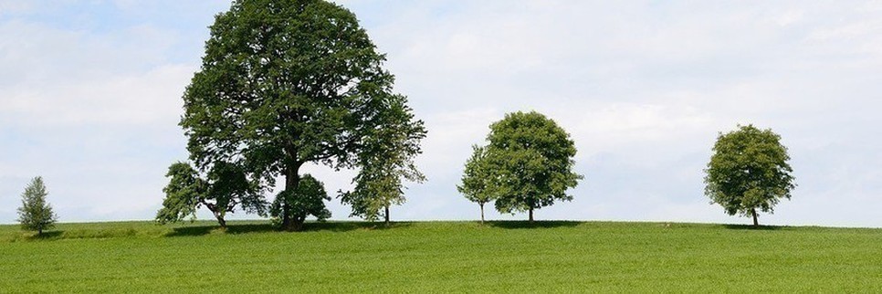 Jardisart - Pépinière - Arbres