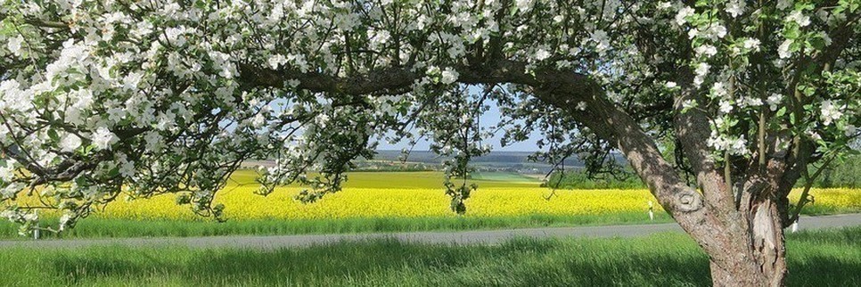 Jardisart - Pépinière - Arbres fruitiers