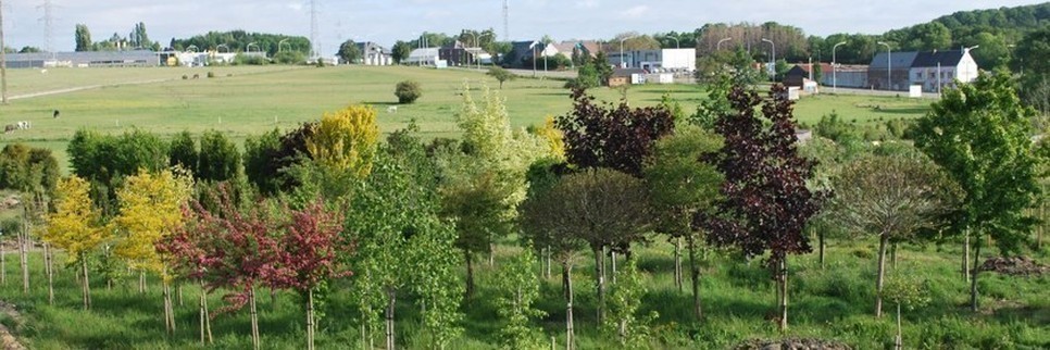 Jardisart - Pépinière - Gros sujets