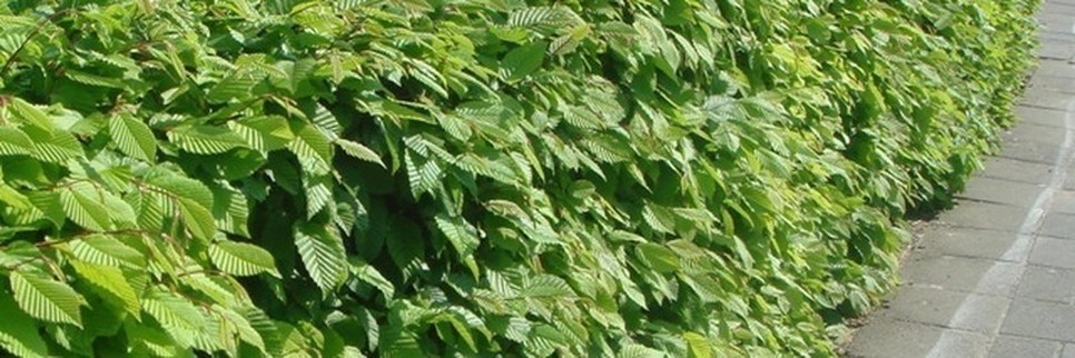 Jardisart - Pépinière - Plantes de haie