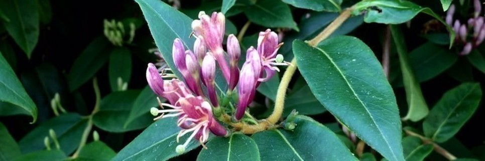 Jardisart - Pépinière - Plantes grimpantes