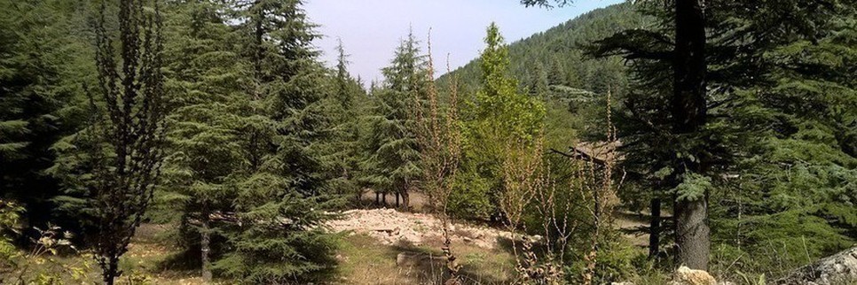 Jardisart - Pépinière - Conifères