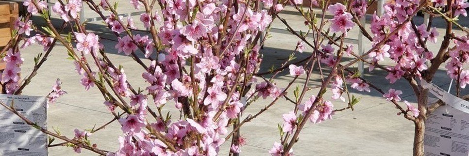 Jardisart - Pépinière - Nectarines