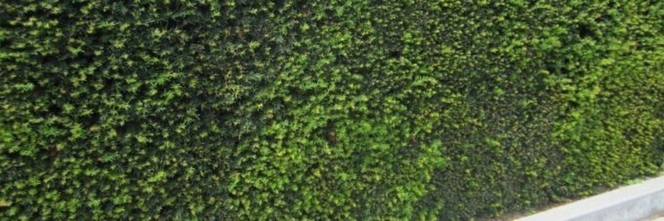 Jardisart - Pépinière - Conifères