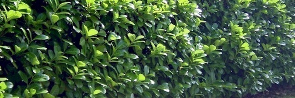 Jardisart - Pépinière - Feuillus persistants