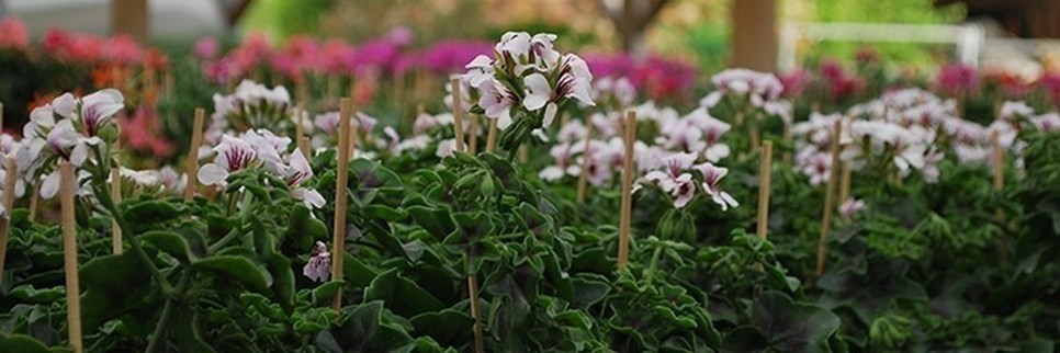 Jardisart - Pépinière - Plantes