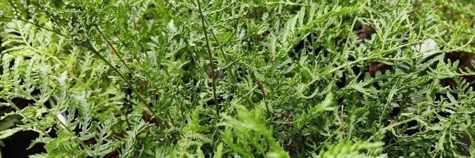 Jardisart - Pépinière - Fougère