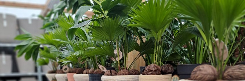 Jardisart - Magasin - Plantes d'intérieur