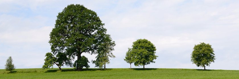 Jardisart - Pépinière - Arbres