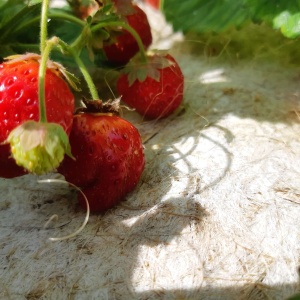 Voile de chanvre 450gr/m² pour potager