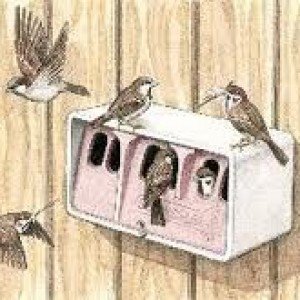Abris pour colonie de moineaux