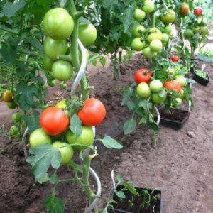 Tuteurs tomates