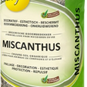 Miscanthus