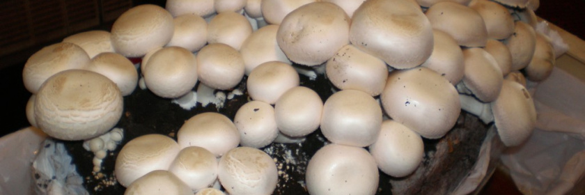 Jardisart - Ballot de champignons
