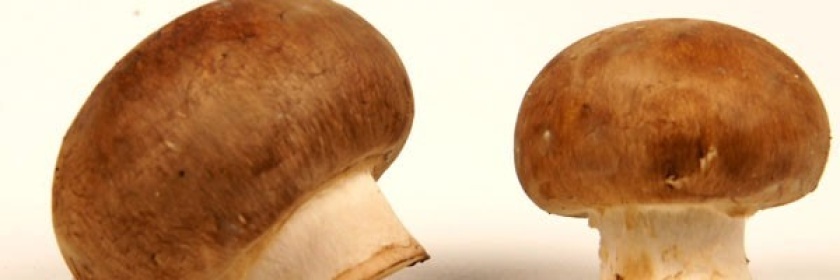 Jardisart - Ballots de champignons