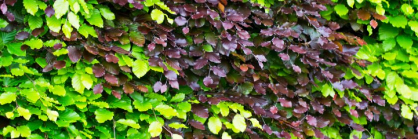 Jardisart - Plantes de haies