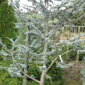 Jardisart - Pépinière - Cedrus atlantica 'Glauca'