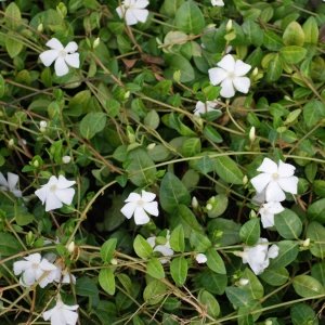 Vinca minor 'Alba'