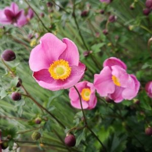 Anemone hupehensis 'September Charm'