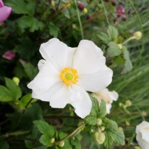 Anemone hybrida 'Honorine Jobert'