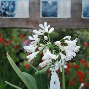 Agapanthus africanus