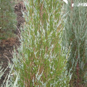 Jardisart - Pépinière - Juniperus scopulorum 'Skyrocket'