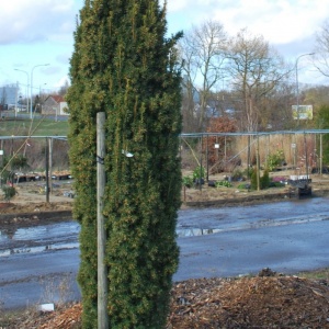 Taxus baccata 'Fastigiata'