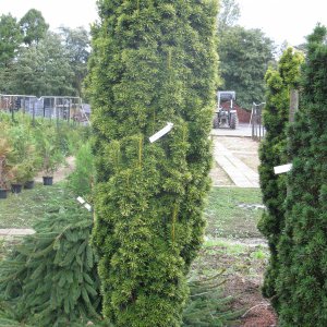 Jardisart - Pépinière - Taxus baccata 'Fastigiata Aurea'