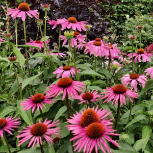 Jardisart - Pépinière - Echinacea purpurea