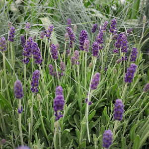 Lavandula angustifolia 'Hidcote'