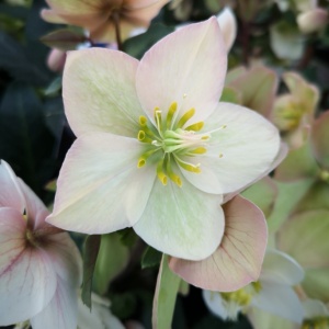 Helleborus Niger