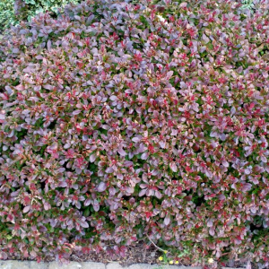 Berberis thunb. 'Atropurpurea Nana'