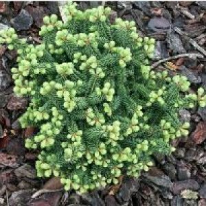 Abies balsamea 'Nana'