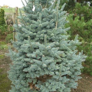 Abies lasiocarpa 'Compacta'