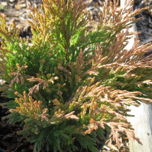 Juniperus horizontalis 'Lime Glow'