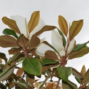 Magnolia  grandiflora