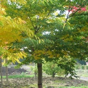 Zelkova serrata