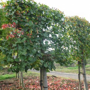 Tilia cordata