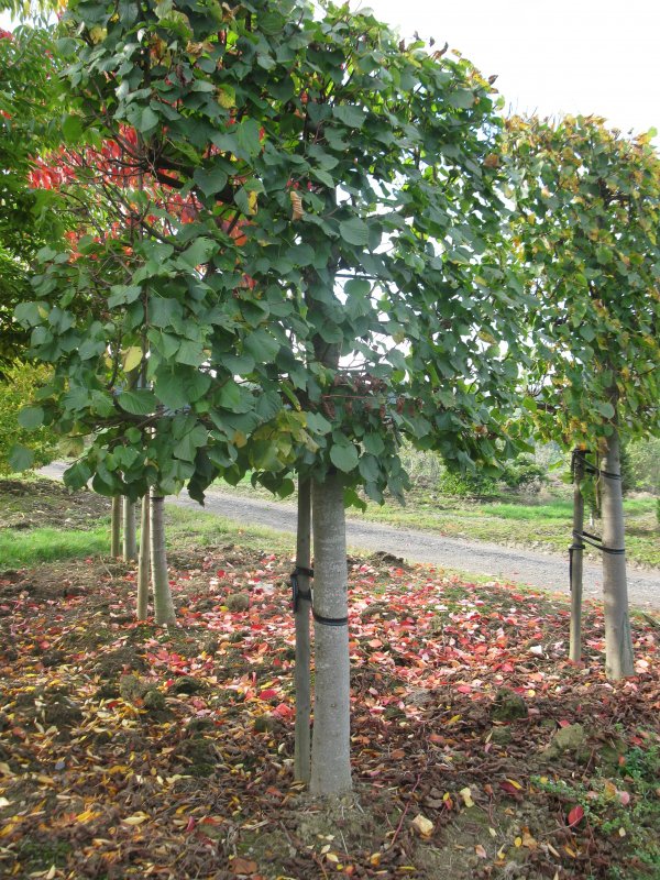 Tilia Cordata / Tilleul Des Bois