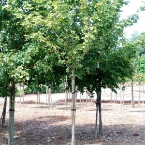 Jardisart - Pépinière - Acer platanoides 'Drummondii'