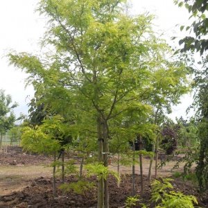 Jardisart - Pépinière - Gleditsia triacanthos 'Sunburst'