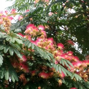 Albizia julibrissin