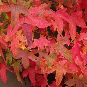 Liquidambar styraciflua