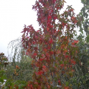 Liquidambar styr. 'Worplesdon'