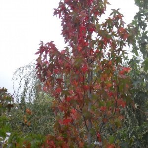 Jardisart - Pépinière - Liquidambar styr. 'Worplesdon'