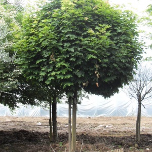 Jardisart - Pépinière - Acer platanoides 'Globosum'